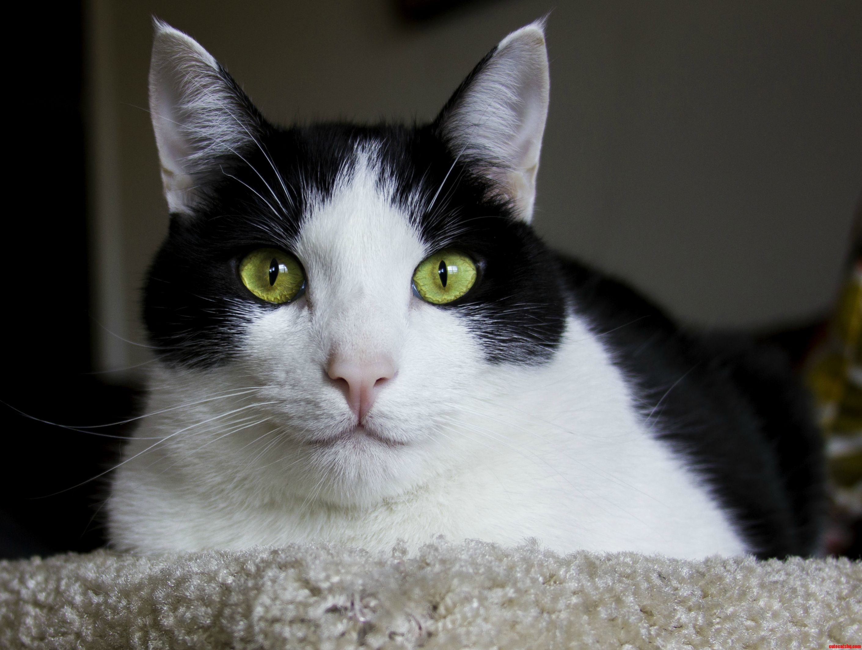 Noodles Eyes in Natural Light