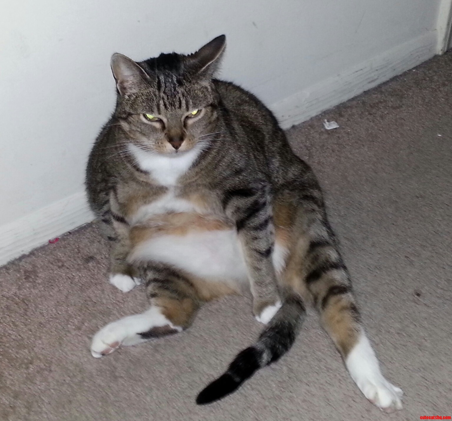 Not Amused My Cat Brooklyn