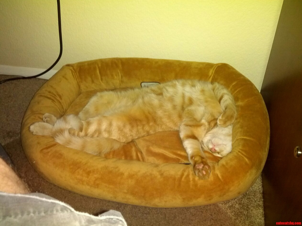 Not Even Sure How This Is Comfortable