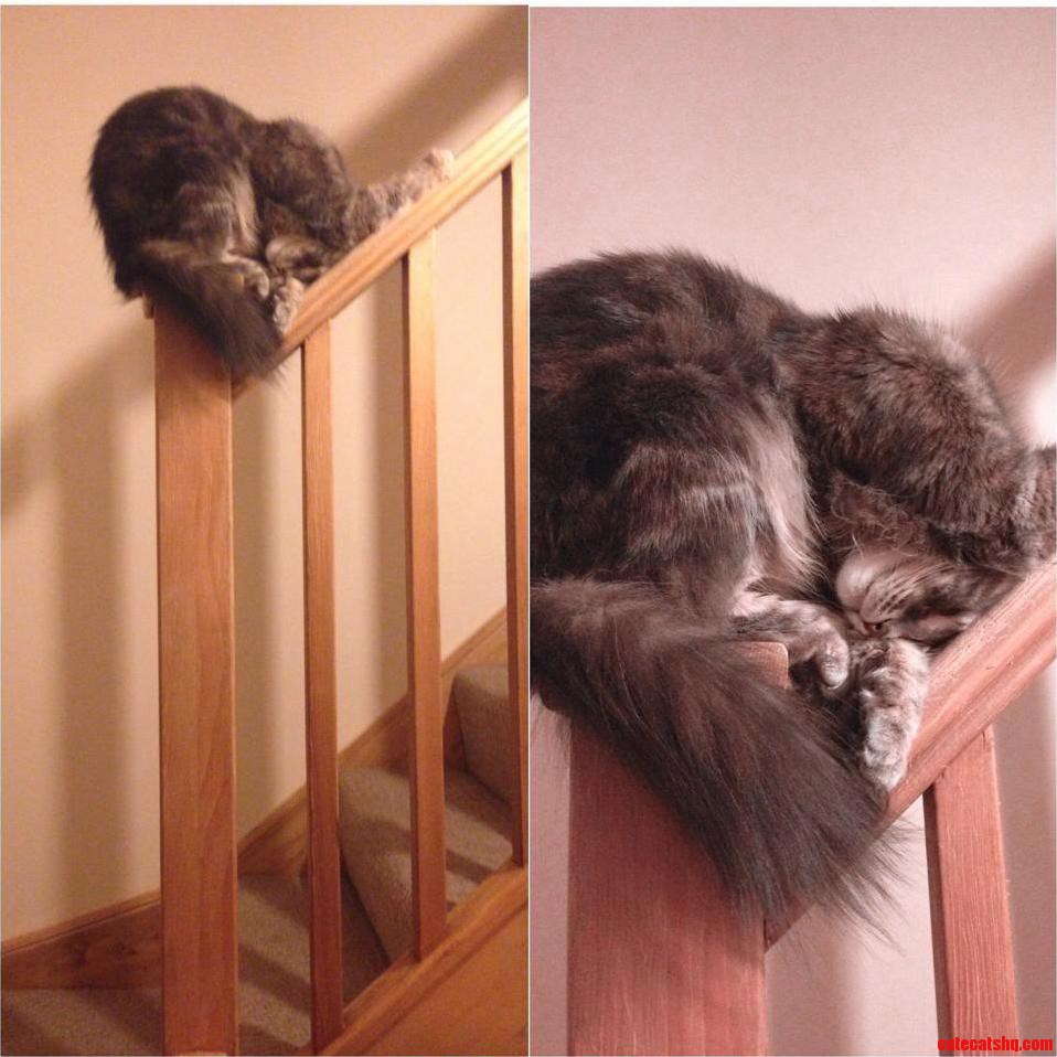 Of All the Places a Cat Could Choose to Get Some Sleep...