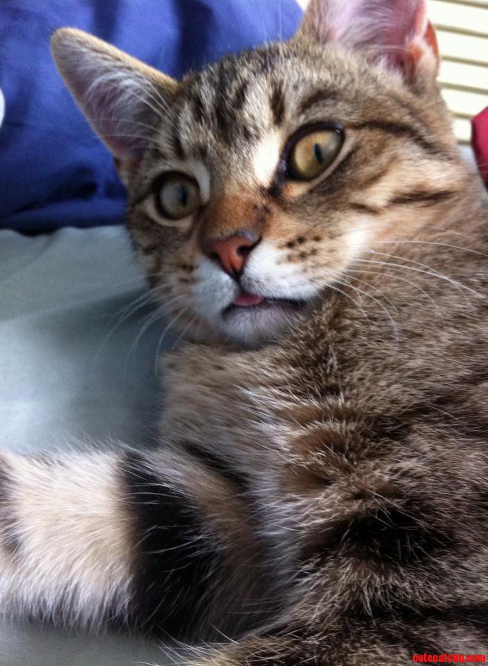 Oh Hey Gus...and Tongue.