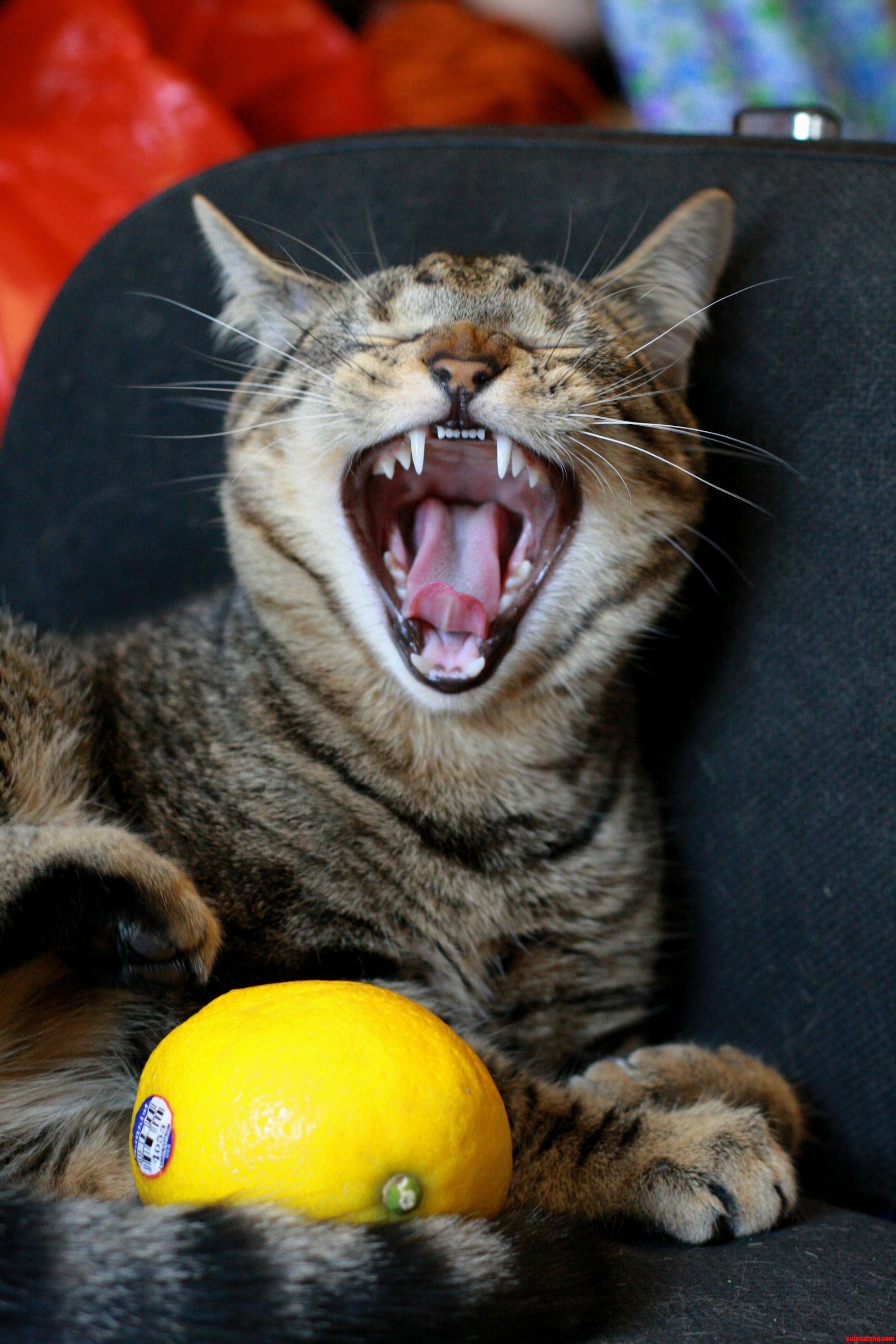 Oh Lemon Youre So Funny