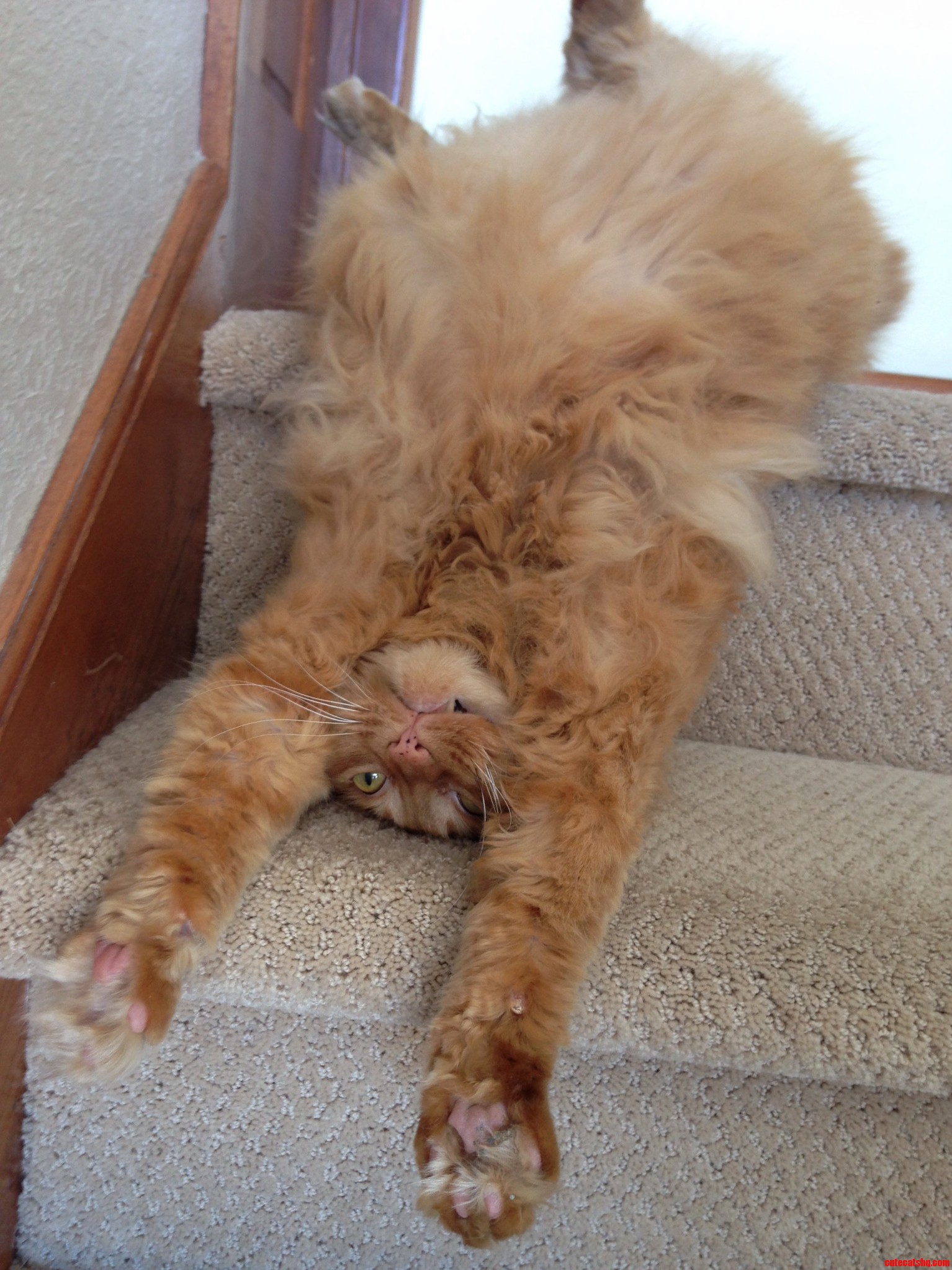 Olive Has a Case of the Mondays.