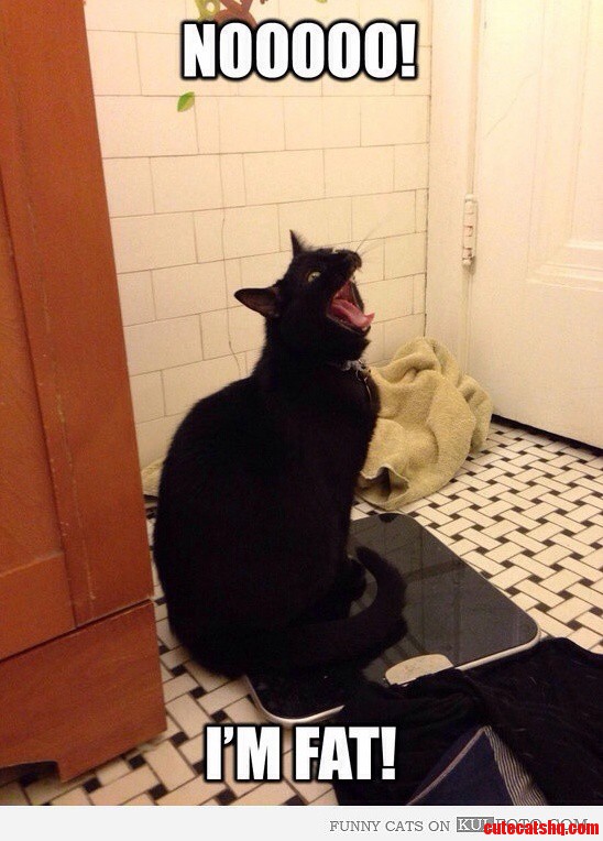 One of You Ors Turned Our Chubby Kitty Into a Meme and Now He Is Popping Up Everywhere