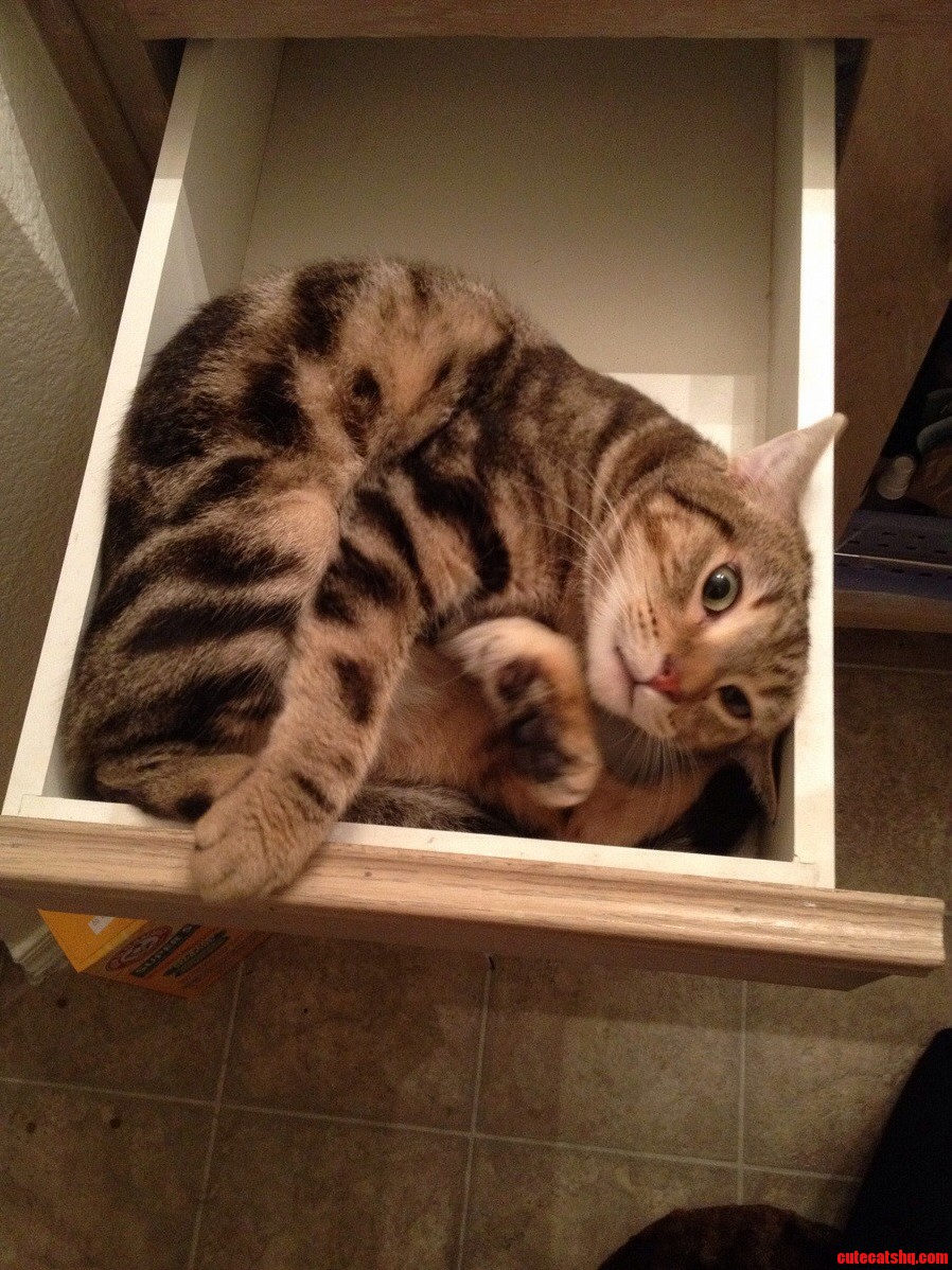 Opened My Drawer and Found This Guy
