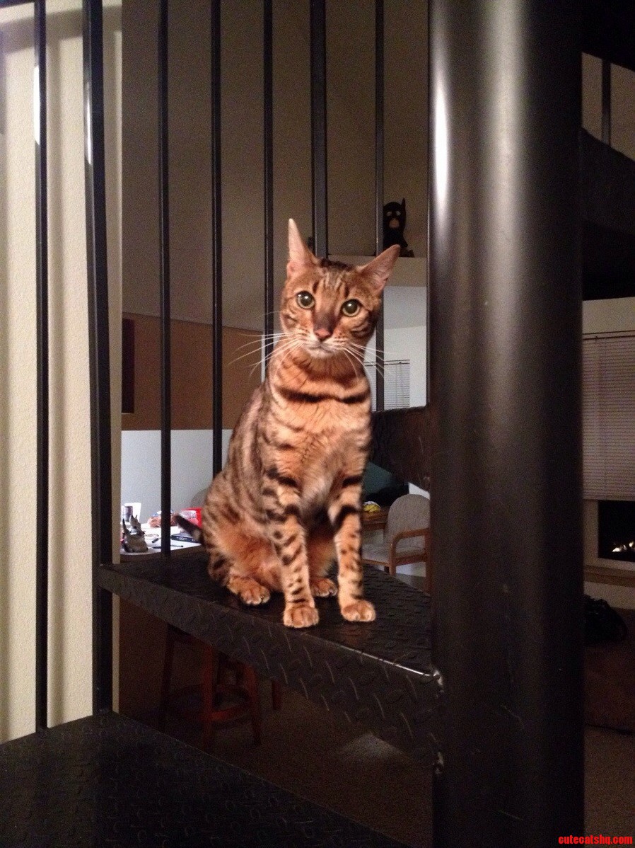 Our Beautiful Bengal Ollie Passed Away This Week.