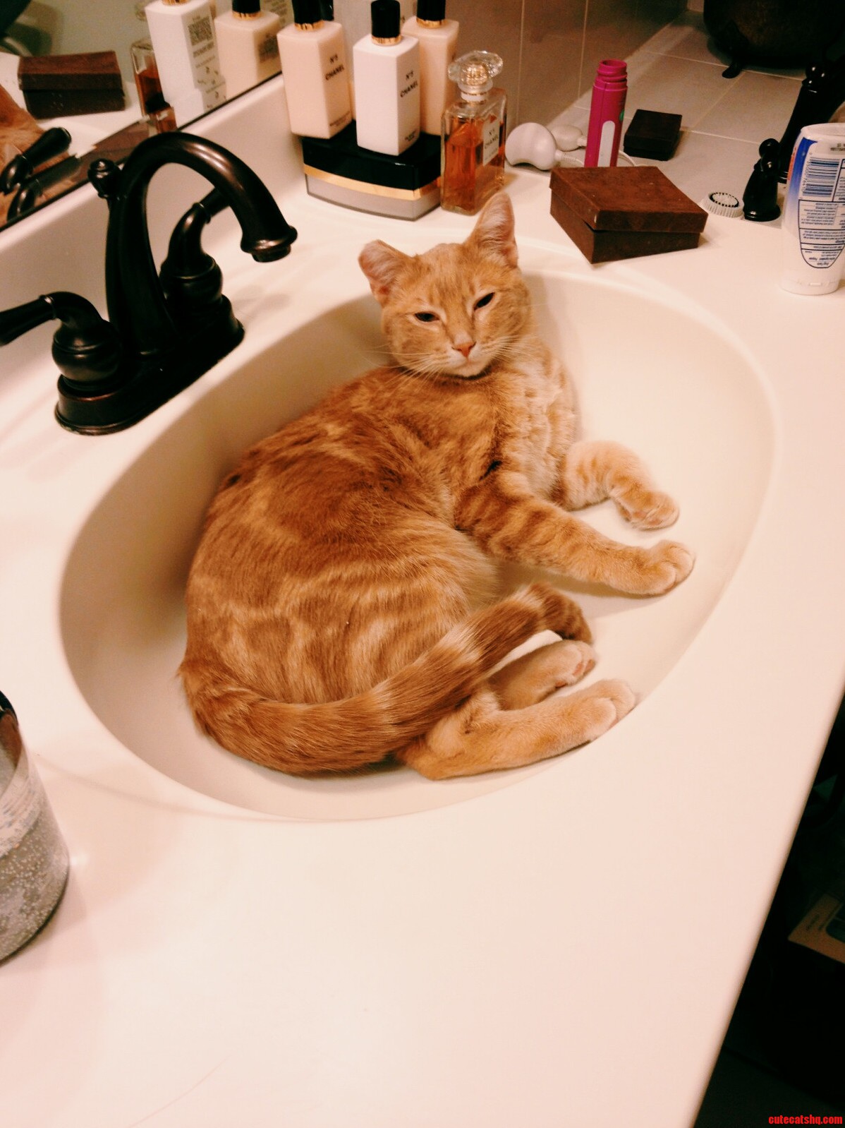 Our Feral Rescue Ollie Is Adjusting Quite Nicely. This Is His Favorite Spot in the House.