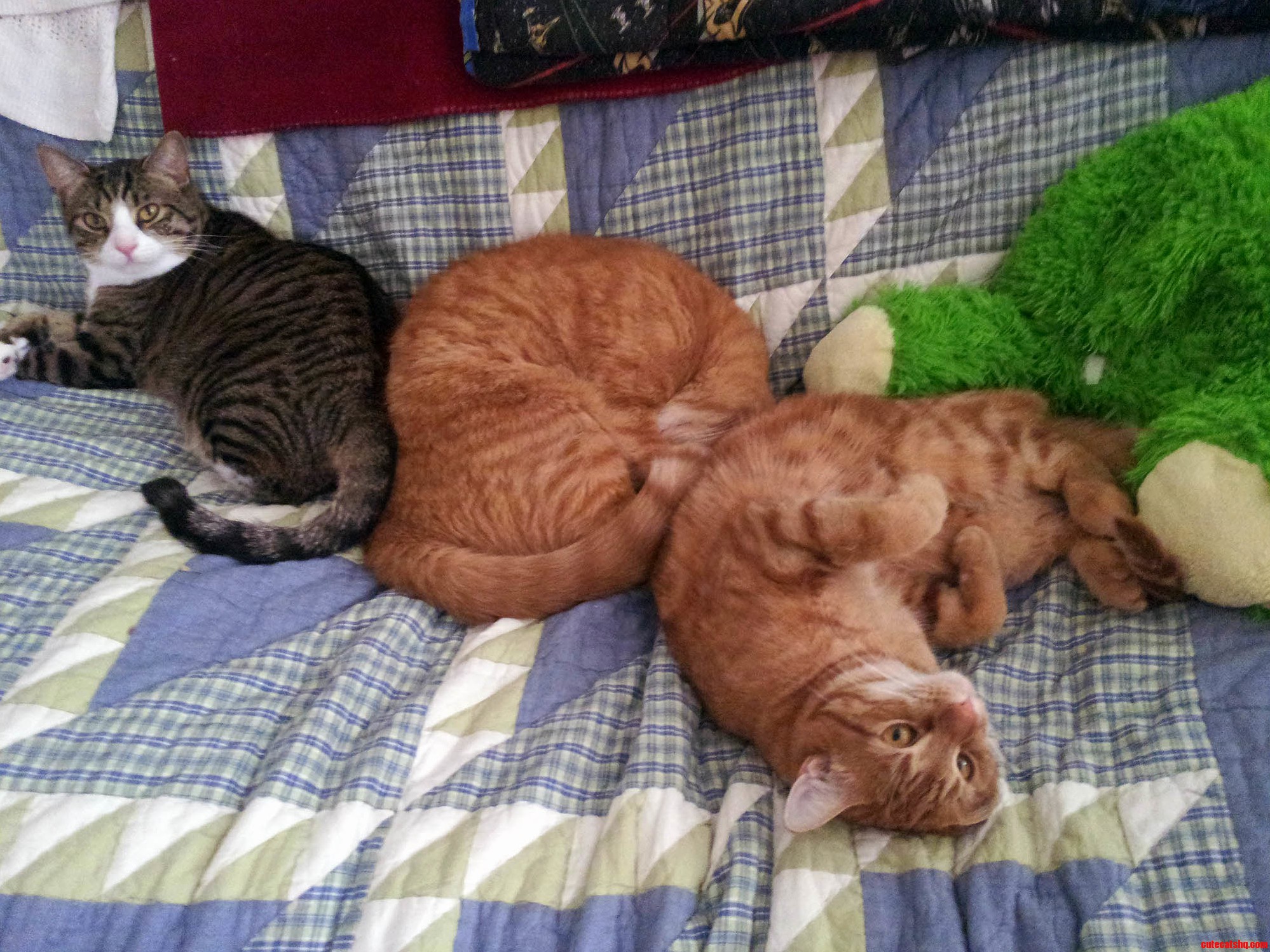 Our Three Cat Children Best Furry Friends Sashimi Weezy and Avocado