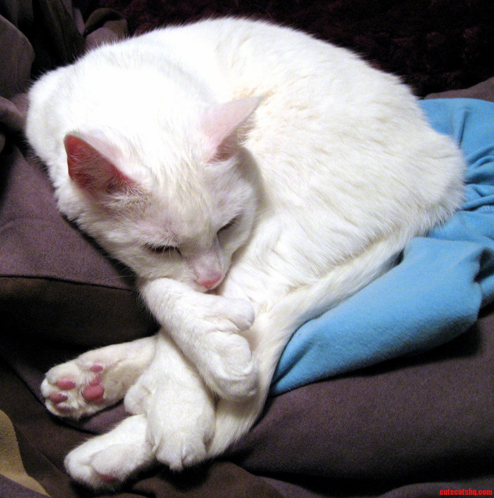 Paws.