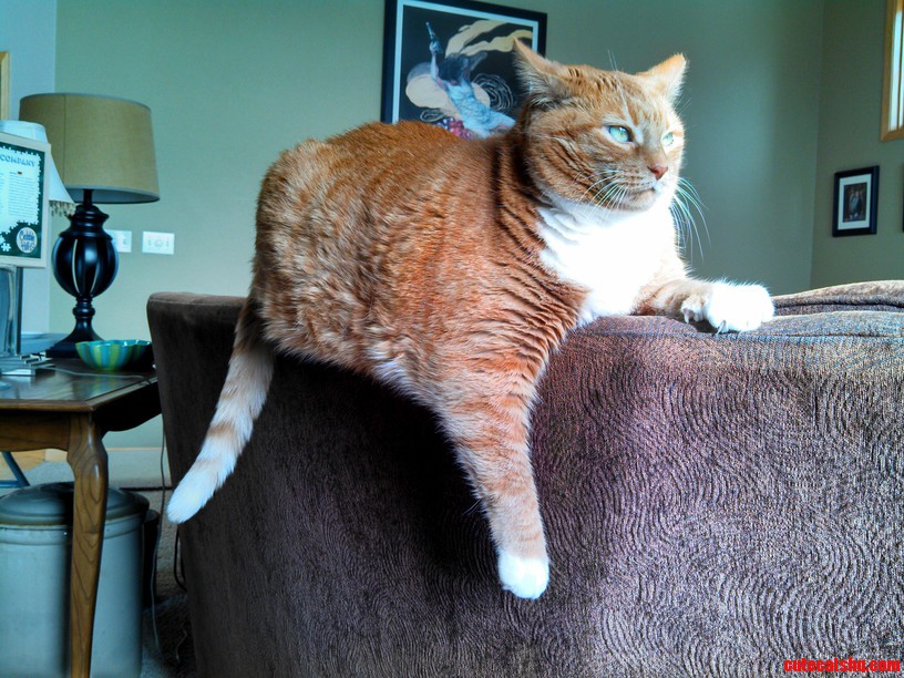 Perched