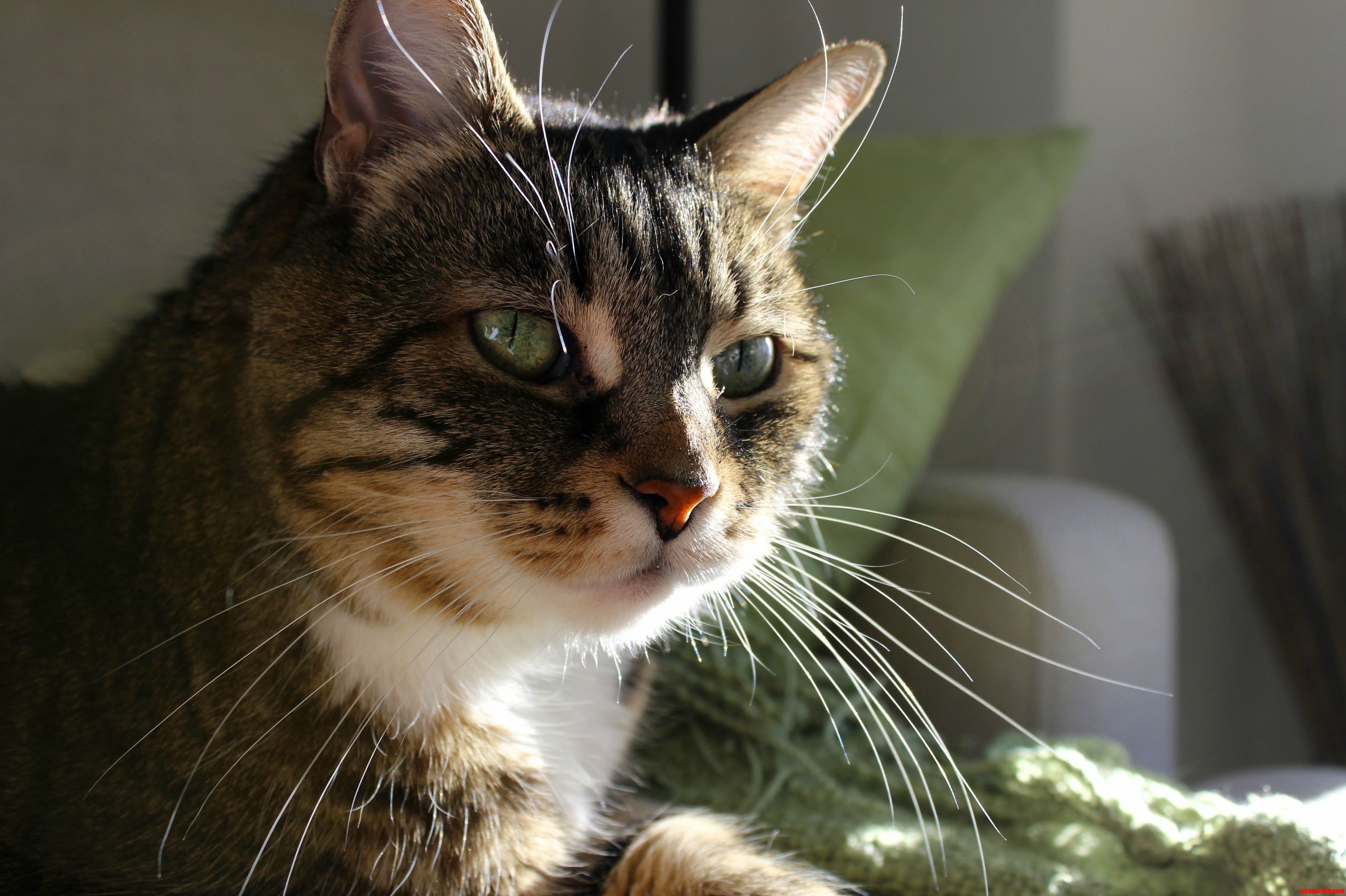 Piccolo Loves the Sun on Her Whiskers