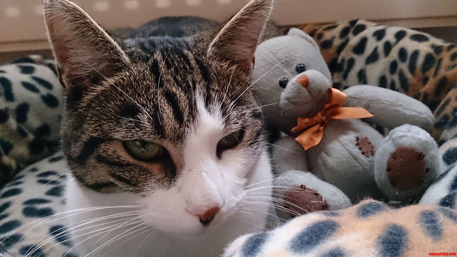 Pim with His Bear
