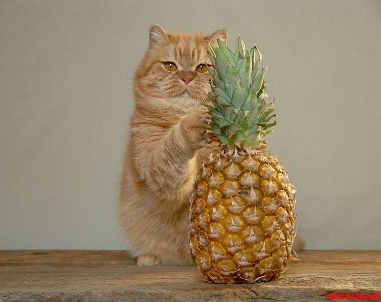Pineapple Cat 2
