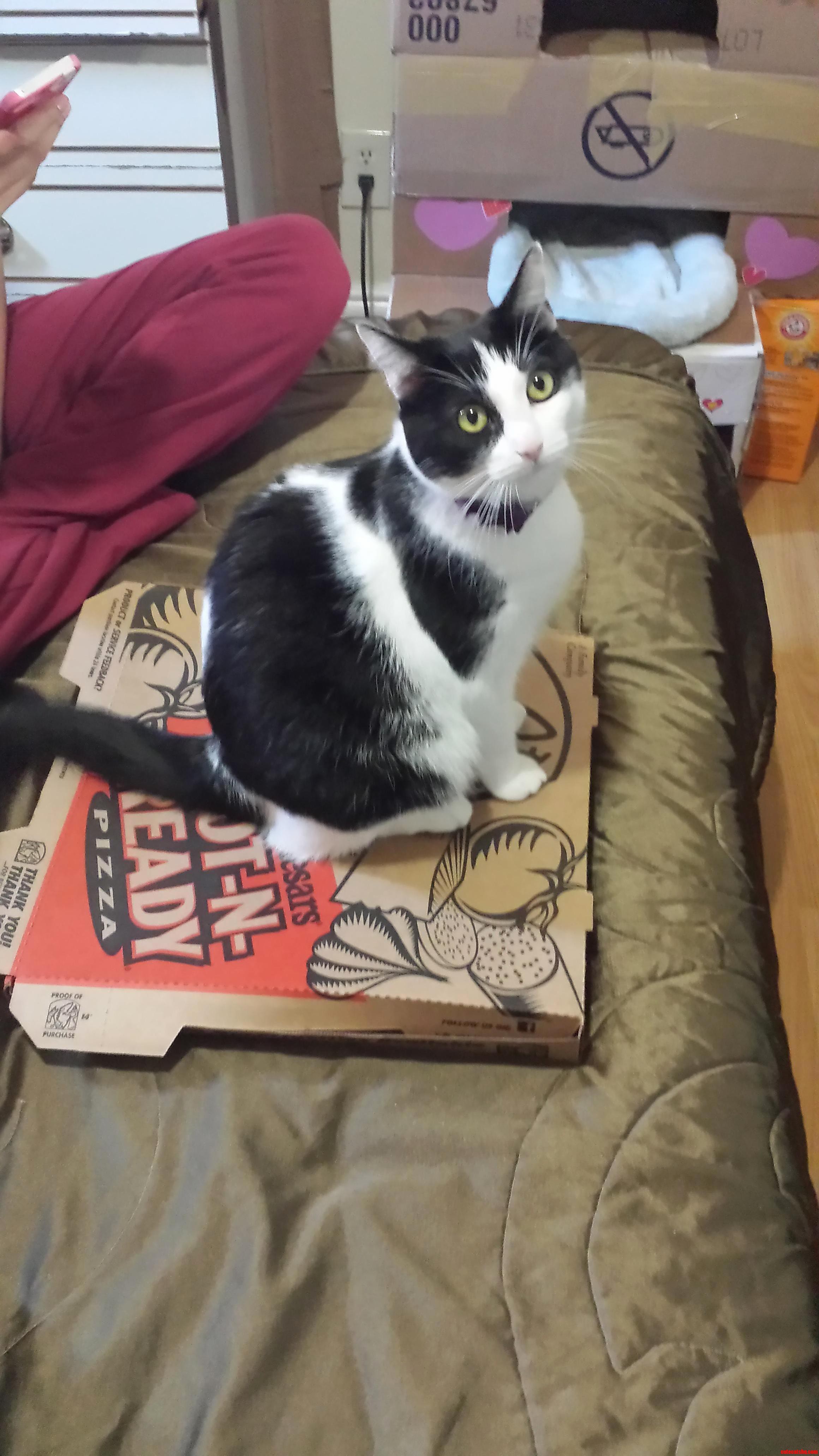 Pizza Party Eh