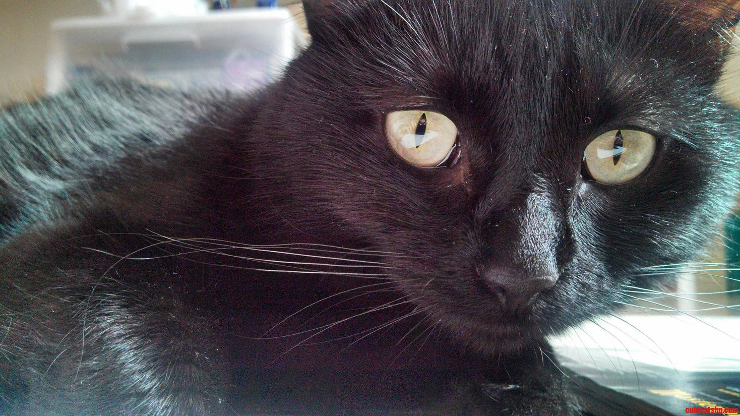 Pretty Penny