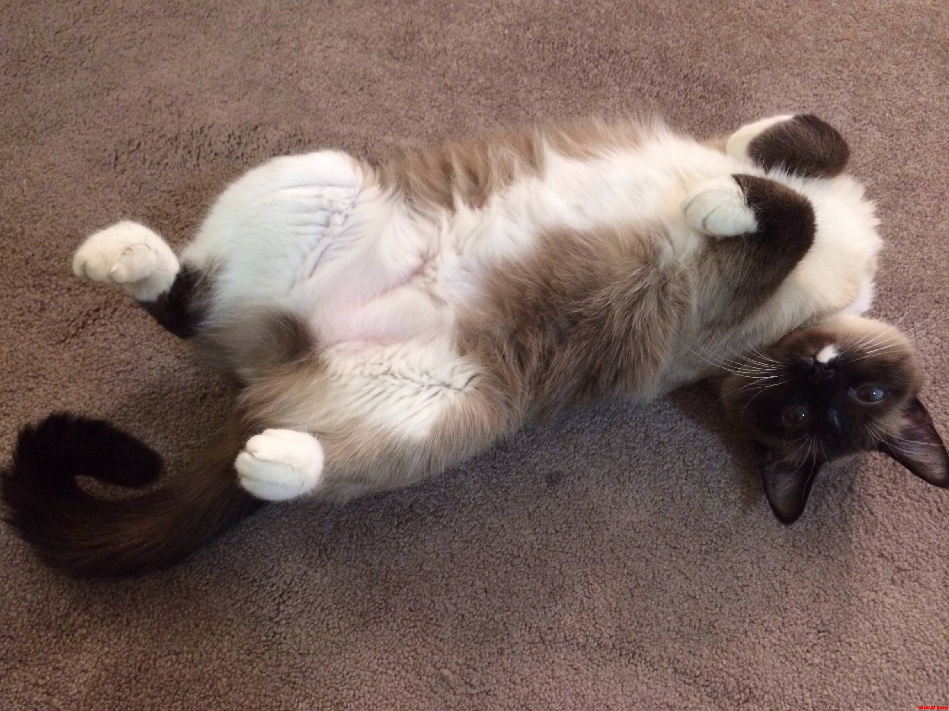 Put Down the Phone and Rub My Belly Dammit.
