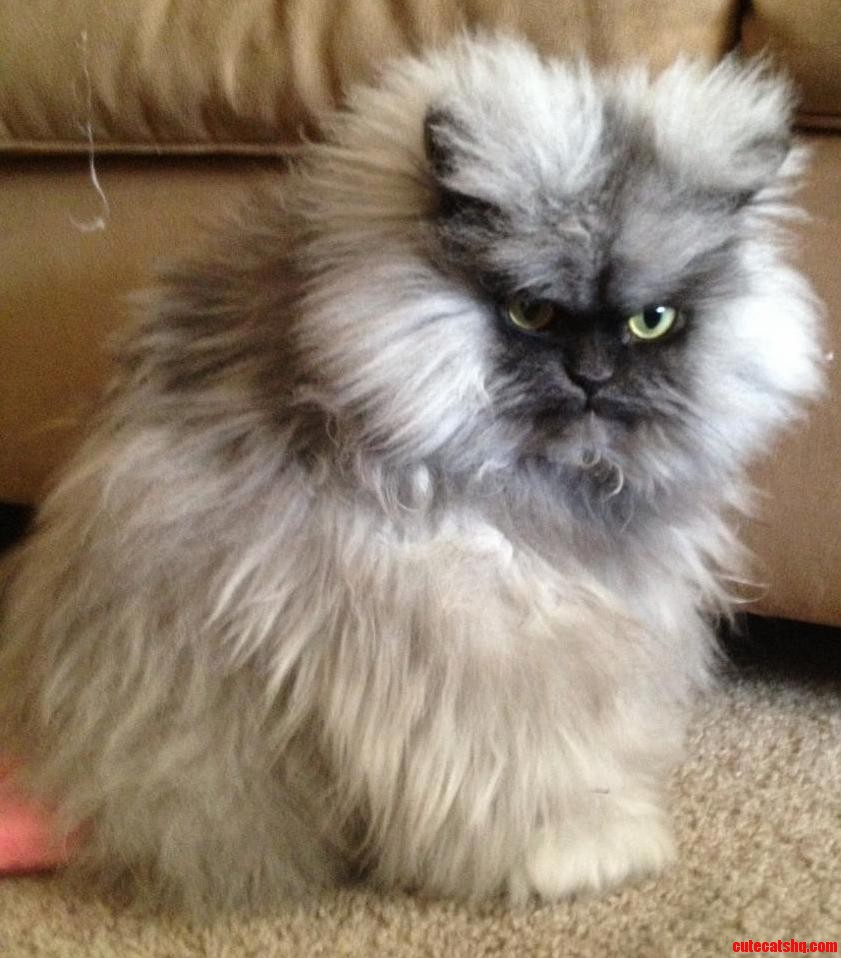 R.i.p. Colonel Meow.
