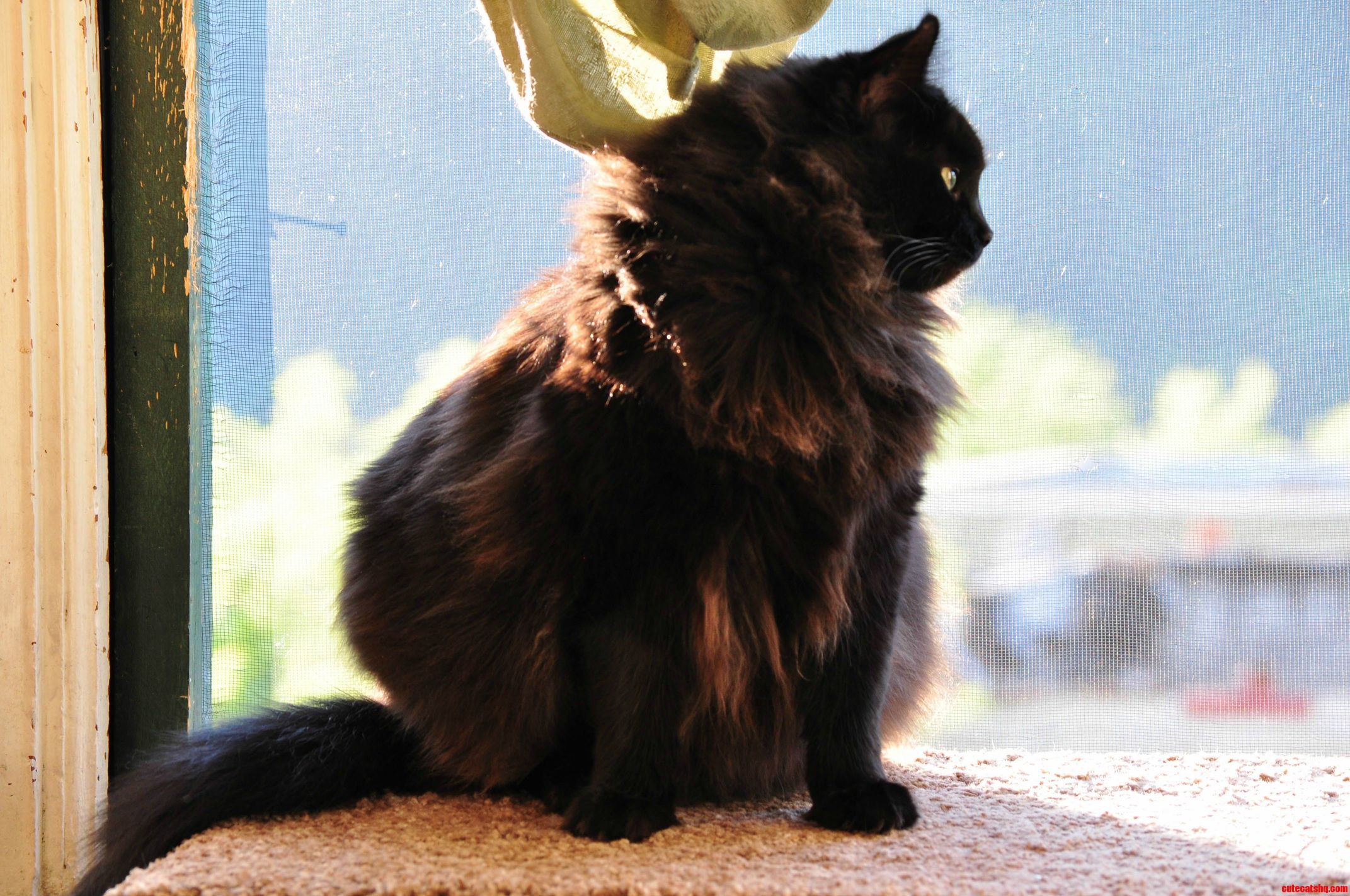Raven in the Summer.