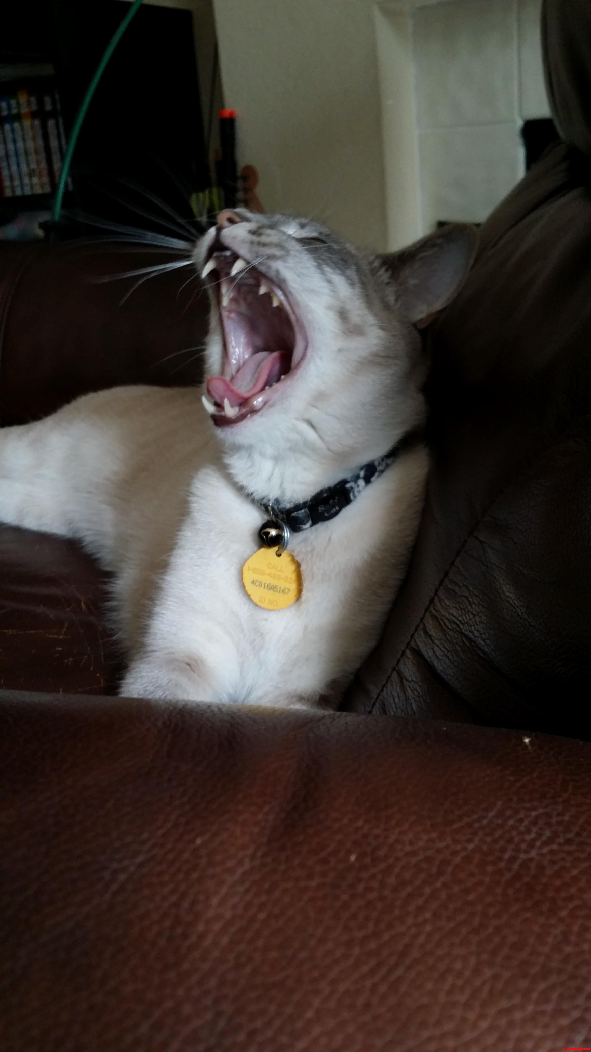 Rawr Says the Ferocious Kitty