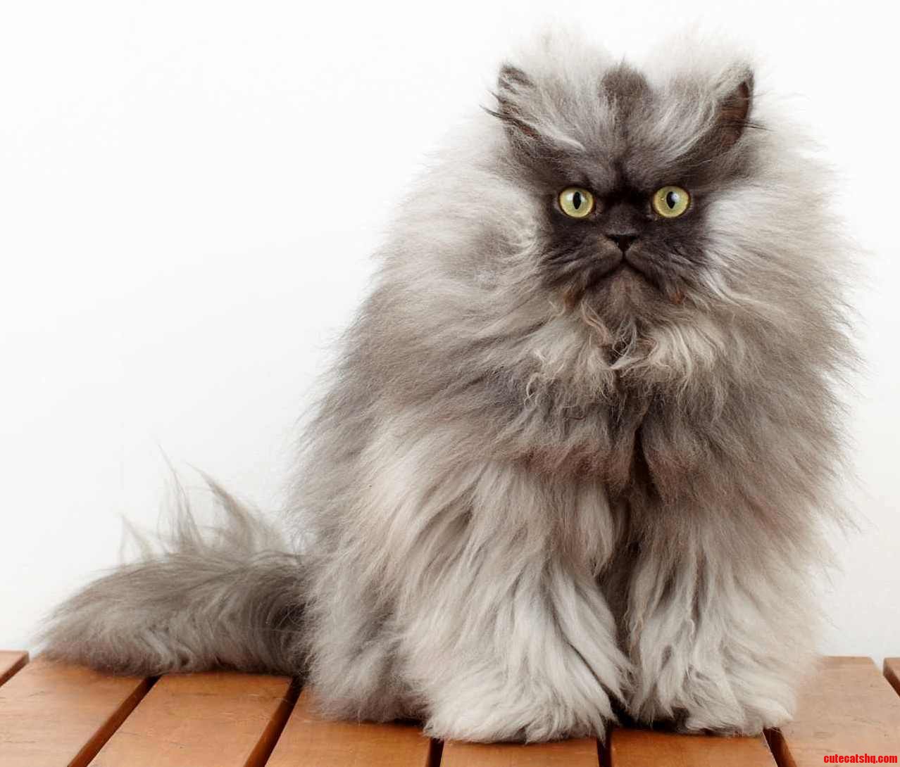 Rip Colonel Meow