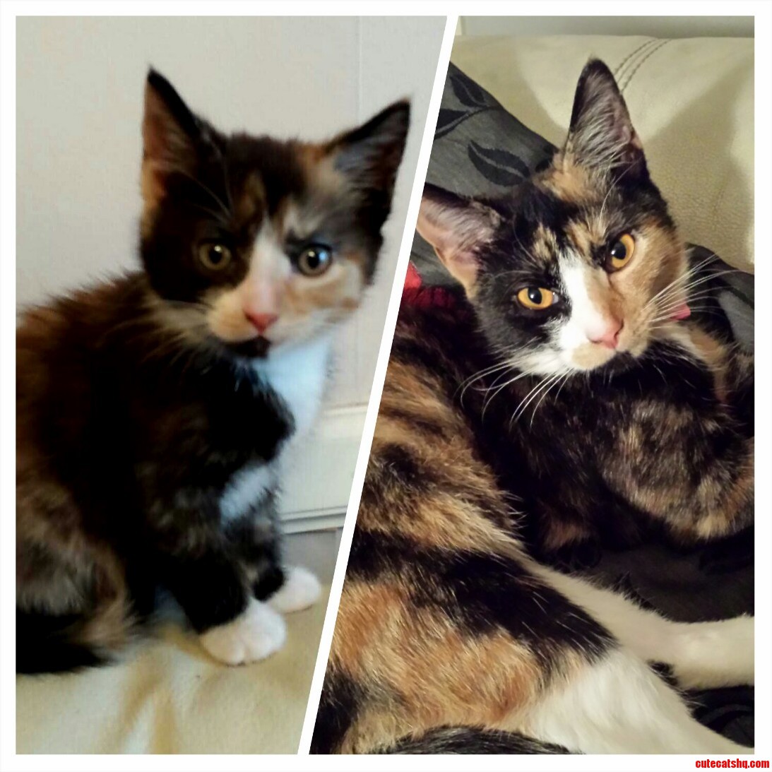 Rosie Was Cute As a Kitten I Still Think She Is Now Before and After