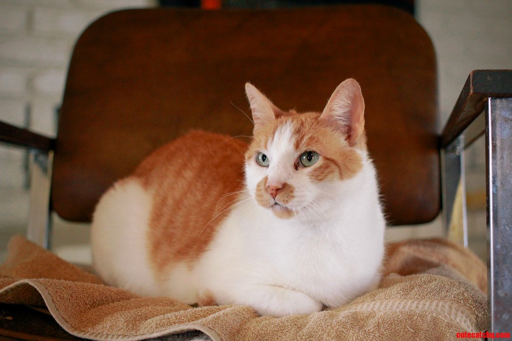 Rusty Likes to Match the Decor at the Shelter.
