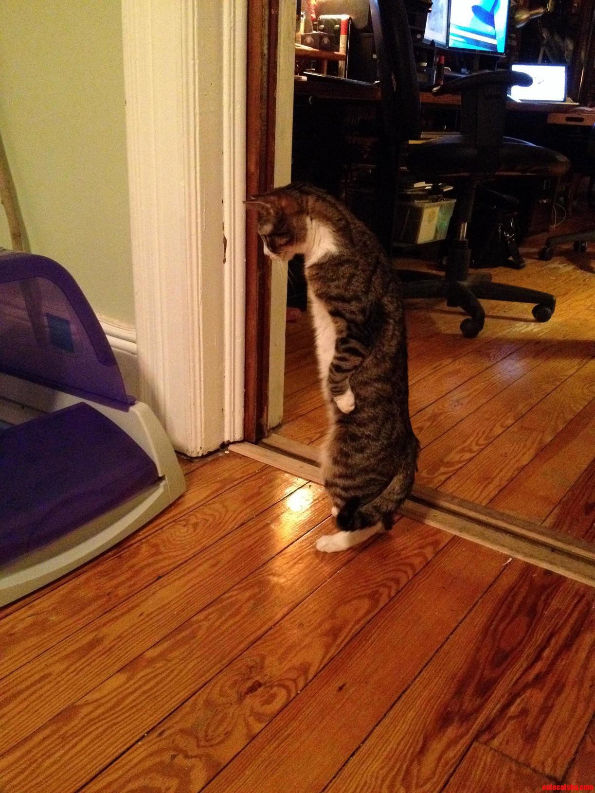 She Does This Every Time the Automatic Litter Box Starts Cleaning