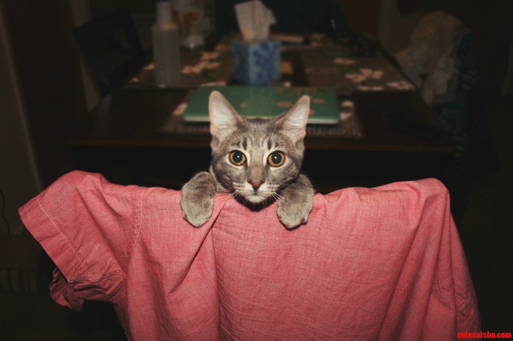She Kept Climbing on This Chair to Watch Me Cook Breakfast This Morning.