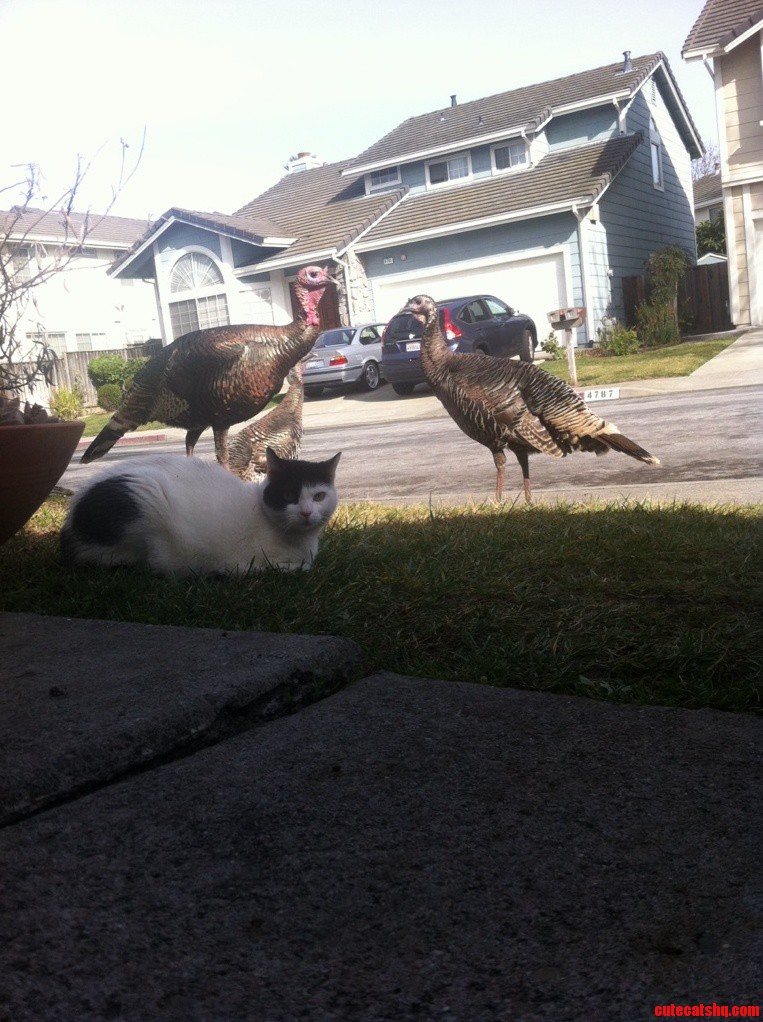 She Made Friends with Turkey S.