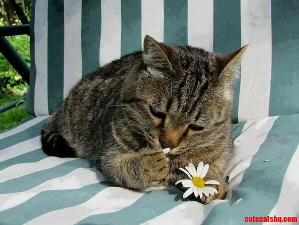 Shehe Loves Me Shehe Loves Me Not Shehe Loves Me Shehe Loves Me Not
