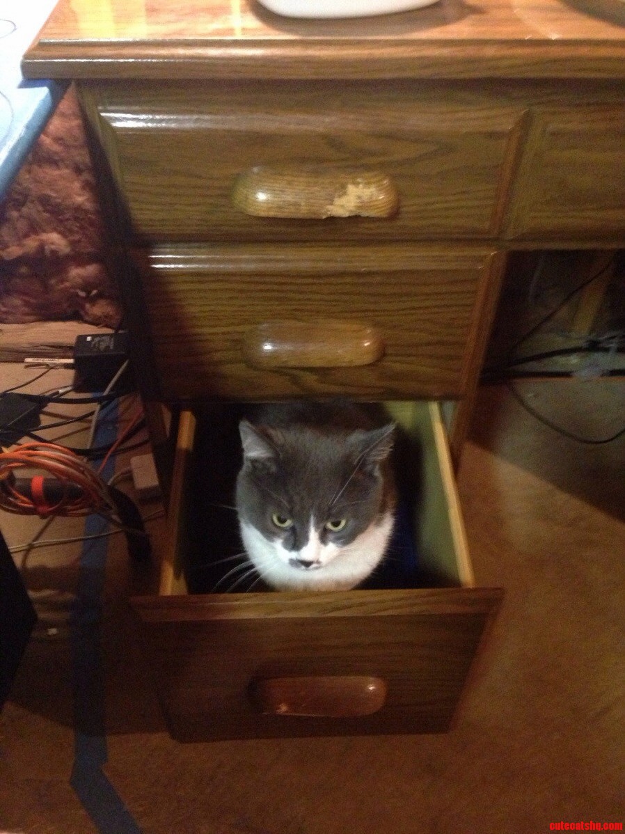 Silly Cat You Dont Belong in Drawers.