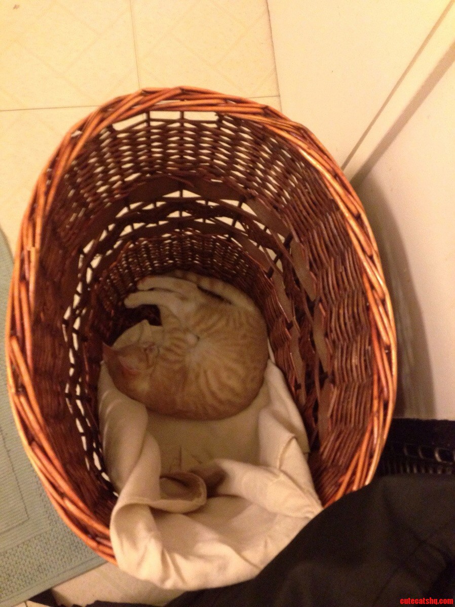 Silly Cat. Thats Not Your Bed