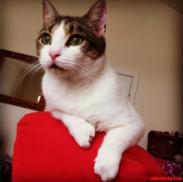 Sitting Pretty