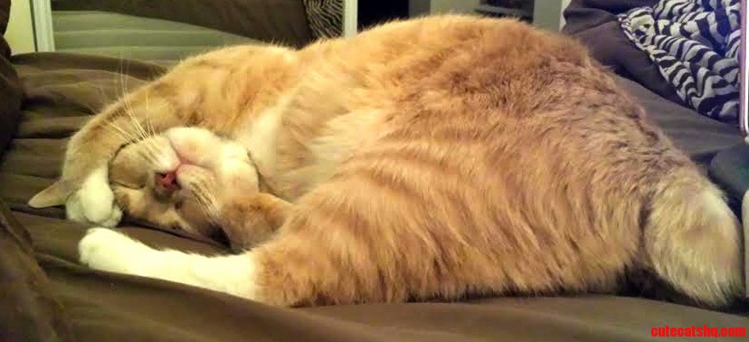 Sleepy Bobtail Yoga.