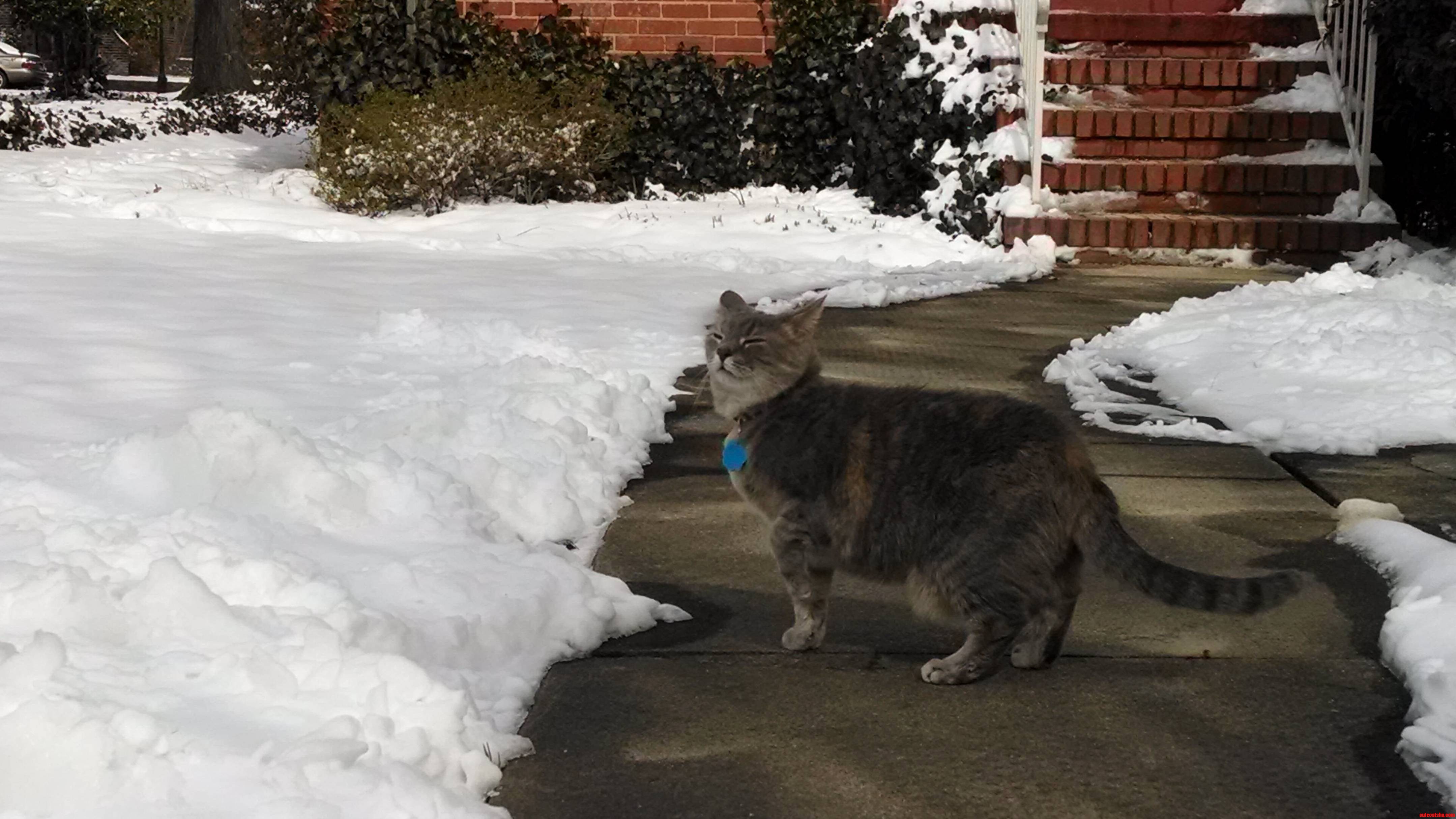 Smells Like Snow