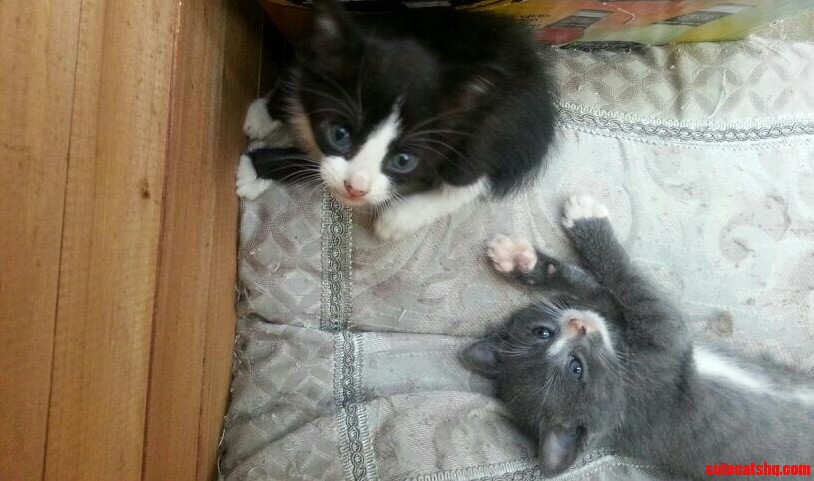 So You Like Cute Kittens Eh