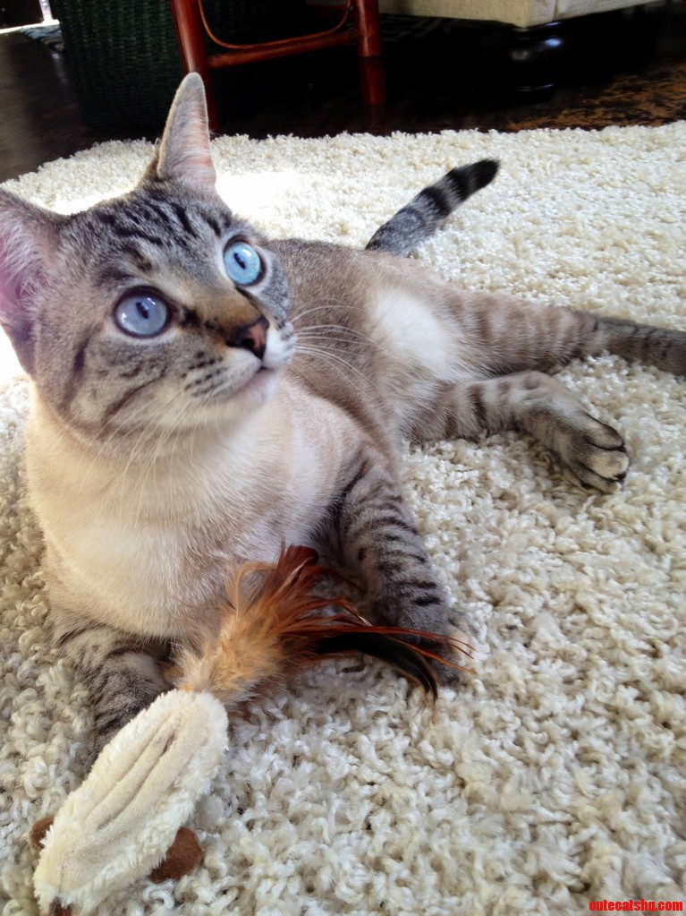 Stella My Lynx Point Siamese High on the Nip.