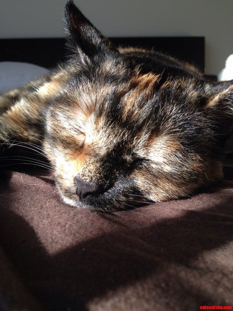 Sunbeams Make the Best Cat Traps... Heres One I Caught Earlier...