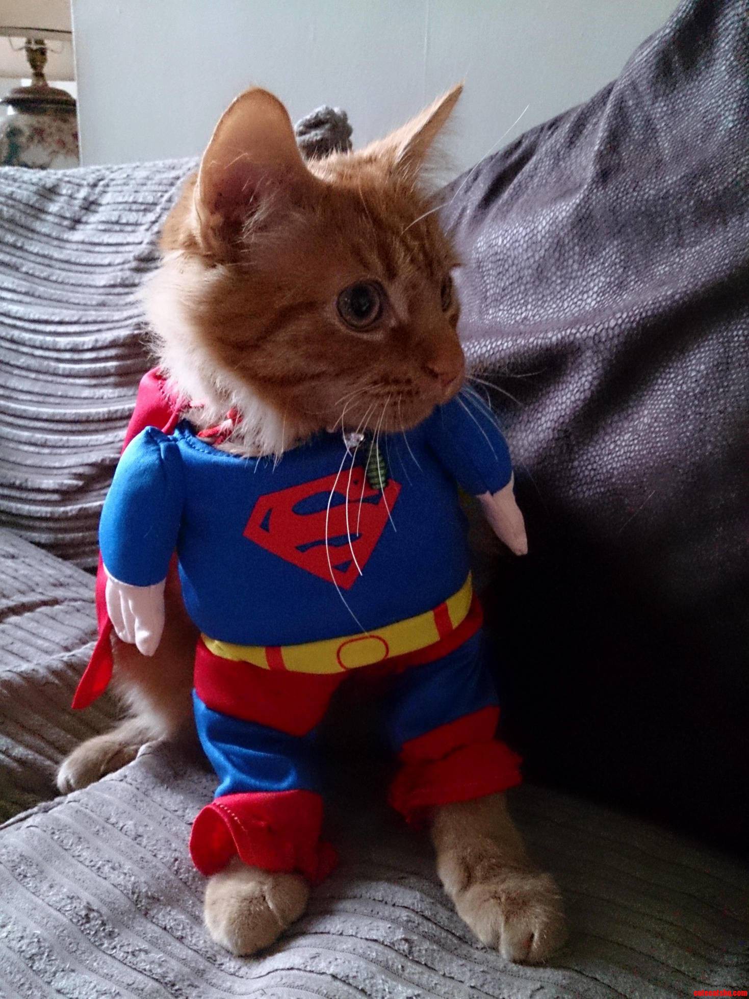 Super Cat Follow Wildeducation on Twitter for More Pics