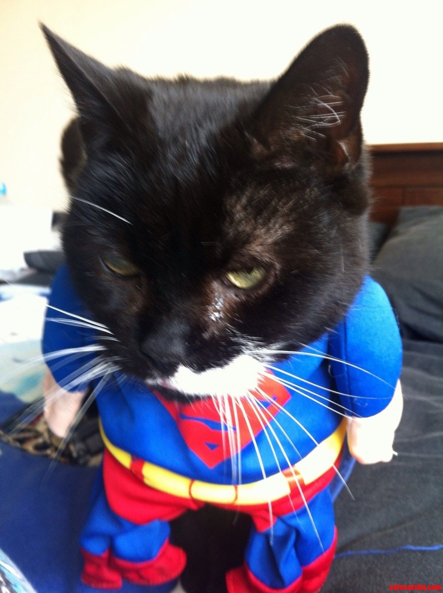 Super Cat