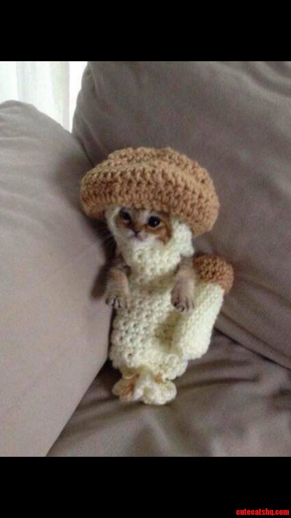 Sweater Kitteh