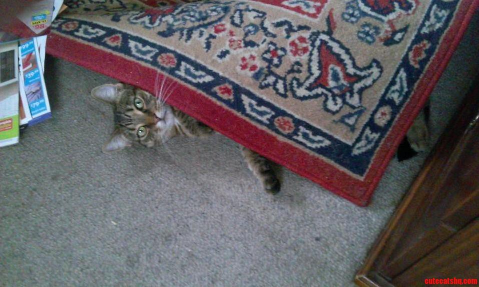 The Battle Against the Evil Rug Continues