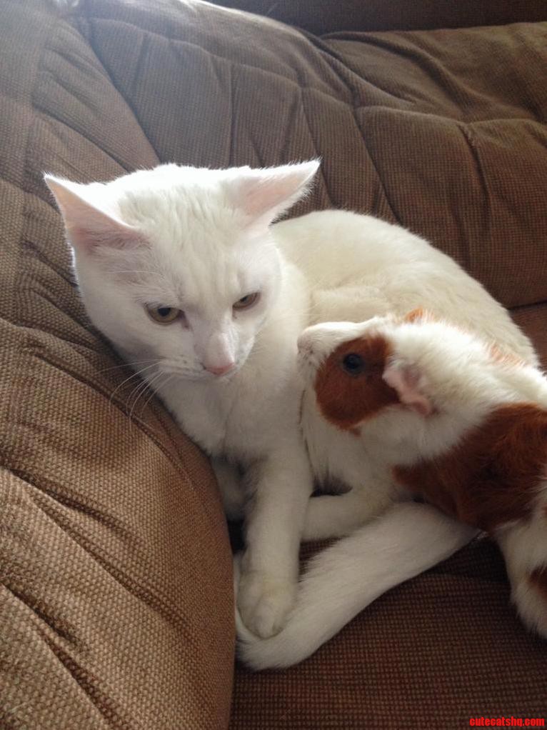The Cat Is Not Amused