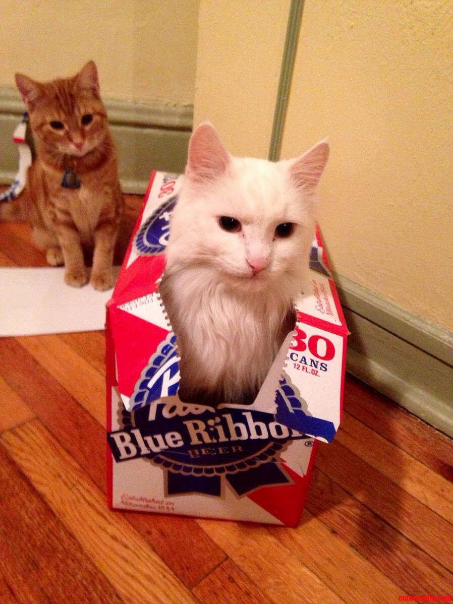 The Cutest Picture I Have So Far of My Cats.