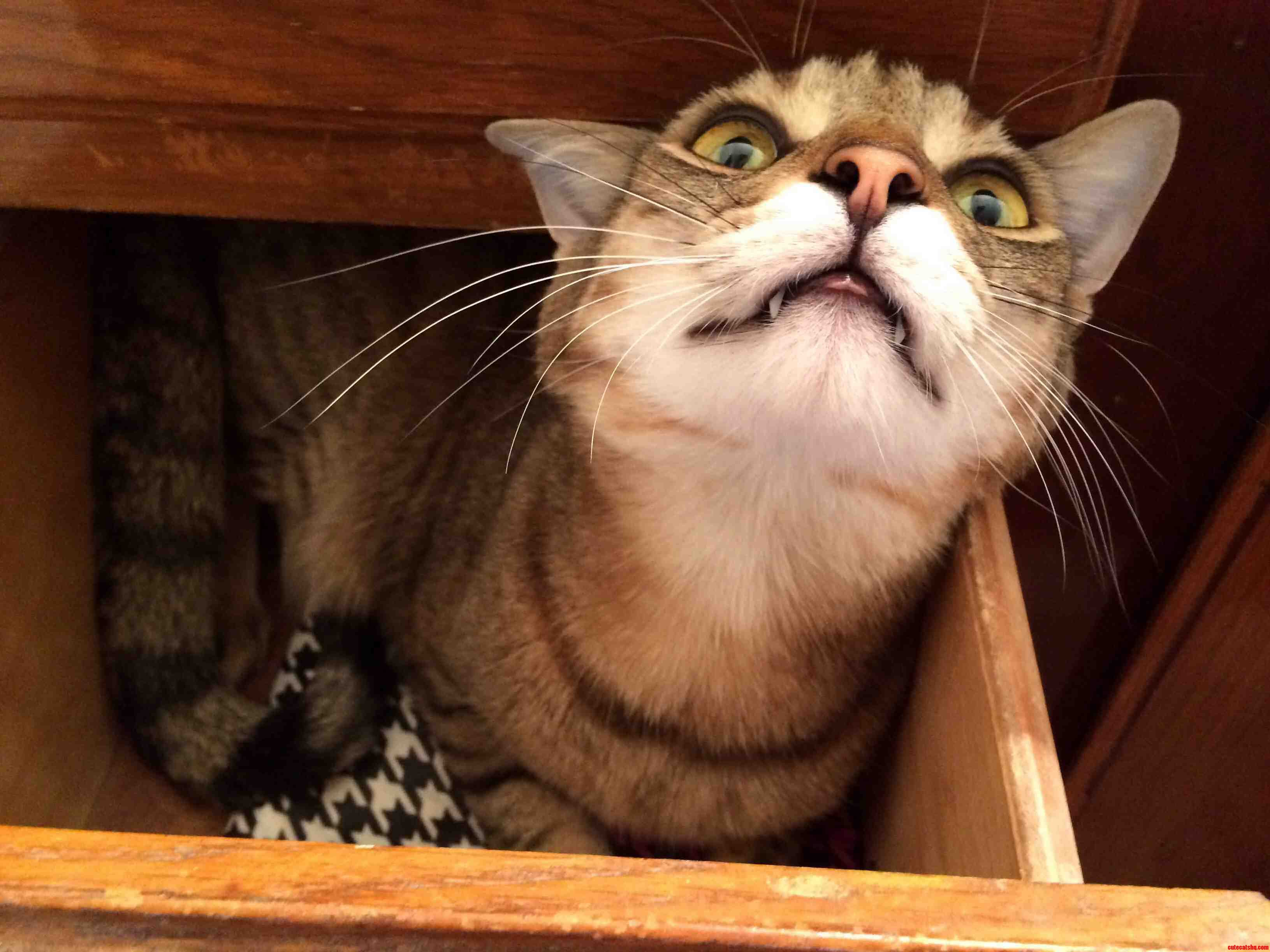 The Face He Makes When Hes High on Catnip