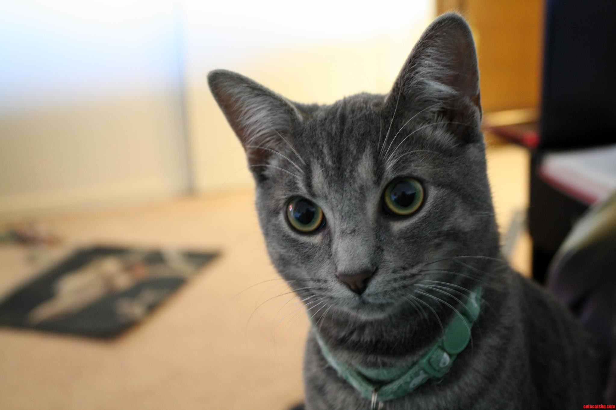 The Love of My Life Frost