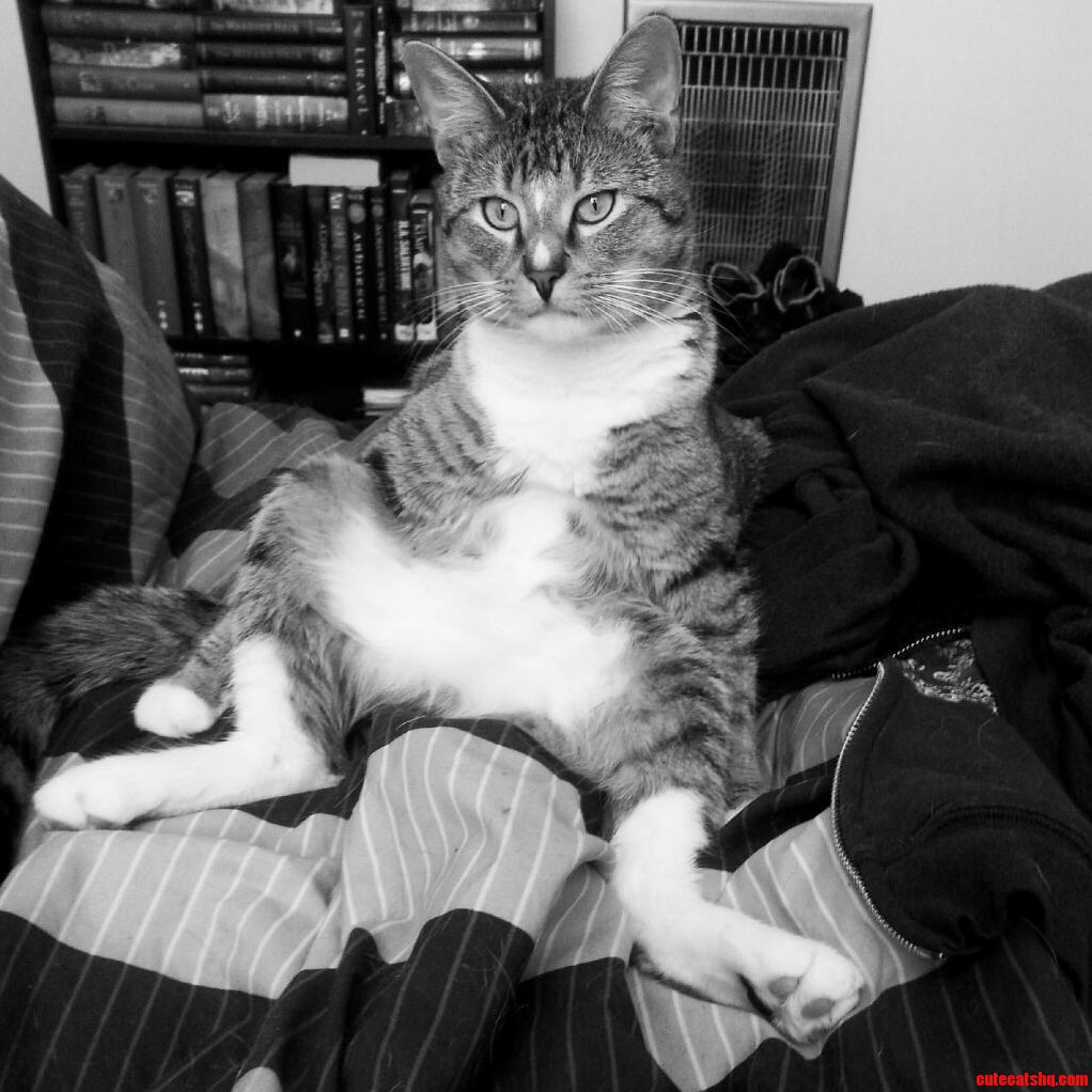 The Most Elegant of Creatures.