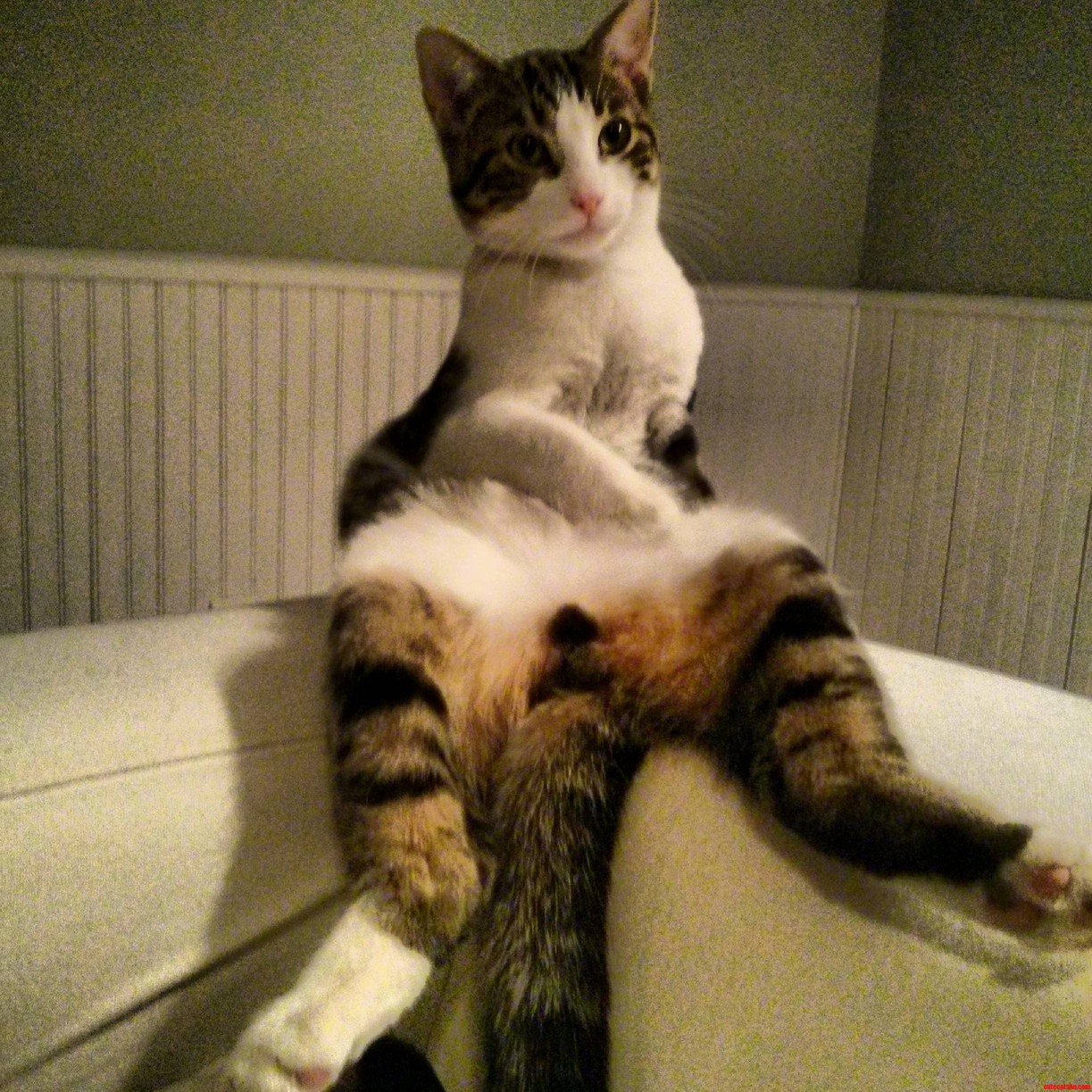 The Most Interesting Cat in the World