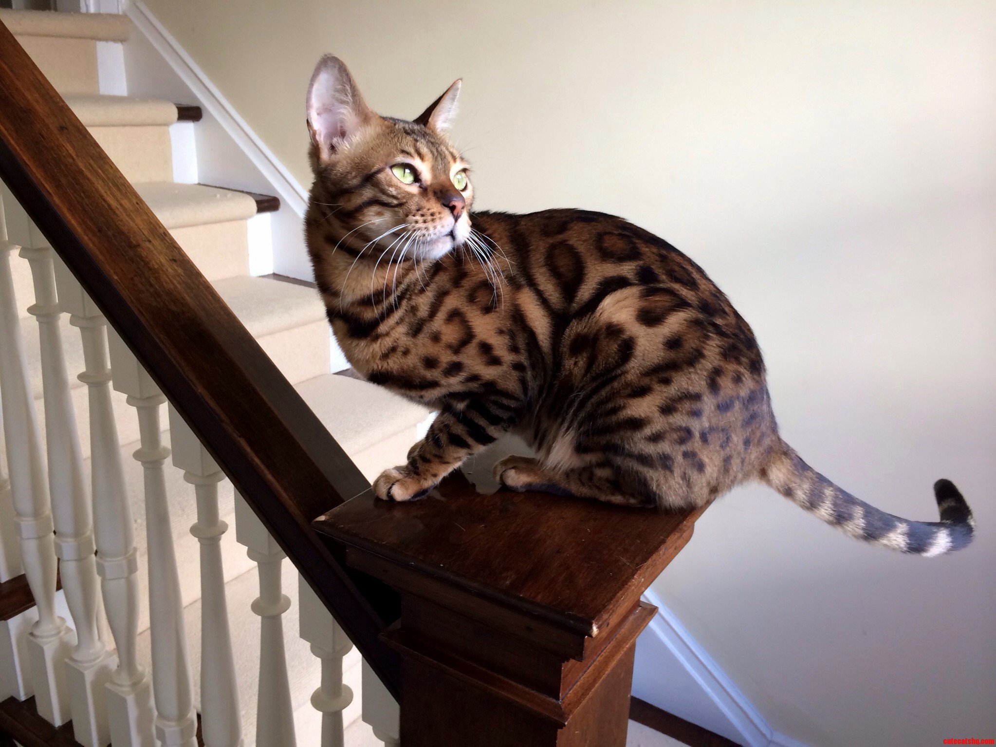 This Cat Is a True Model
