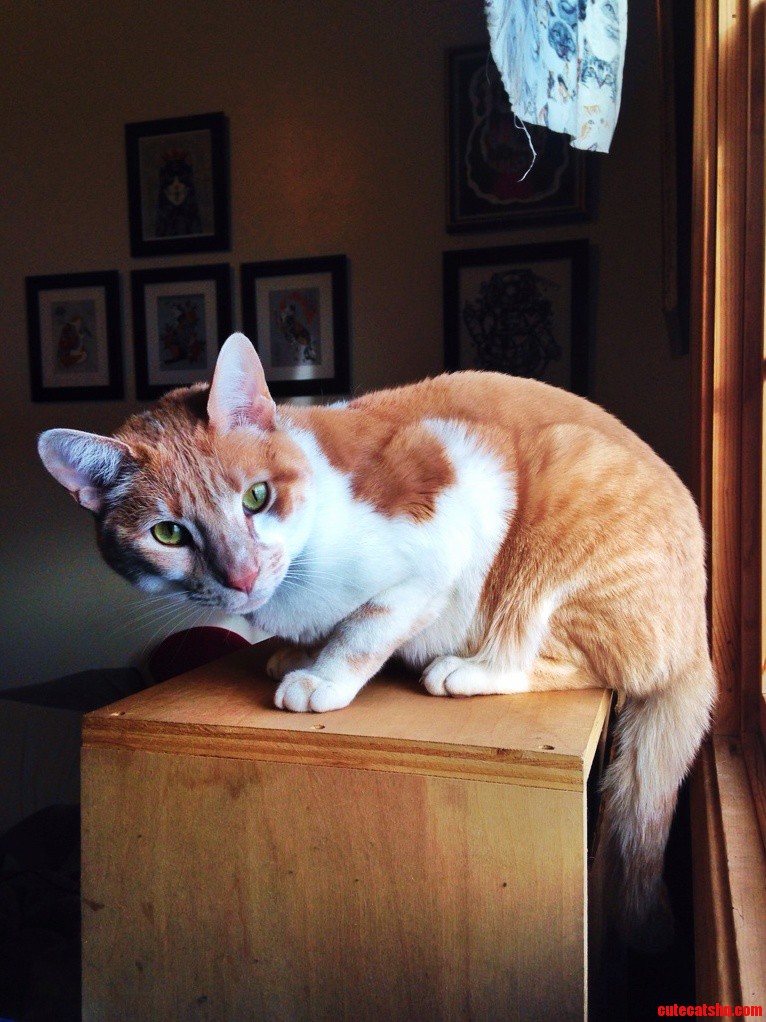 This Cat. Those Eyes. Gabe.